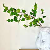 Australian Lacebark Tree Branch