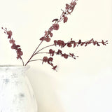 Autumn Mulberry Orchid