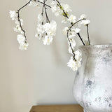 Weeping Spring Blossom