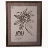 Botanical Wall Print