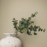Eucalyptus Spray